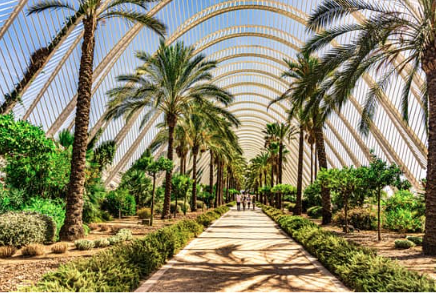 Palmbomen in Valencia